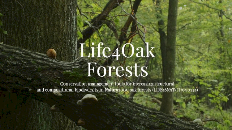 LIFE 4 Oak Forests LIFE16NAT/IT/000245 Természetvédelmi kezelési eszközök a Natura 2000 tölgyesek biológiai sokfélesége szerkezeti és összetételi növeléséhez
