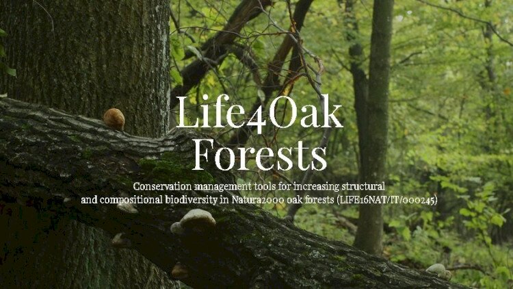 LIFE 4 Oak Forests LIFE16NAT/IT/000245 Természetvédelmi kezelési eszközök a Natura 2000 tölgyesek biológiai sokfélesége szerkezeti és összetételi növeléséhez