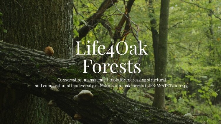 LIFE 4 Oak Forests LIFE16NAT/IT/000245 Természetvédelmi kezelési eszközök a Natura 2000 tölgyesek biológiai sokfélesége szerkezeti és összetételi növeléséhez