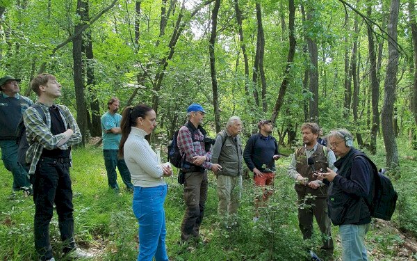 SAJTÓKÖZLEMÉNY - Így tűnnek el az iparszerű gazdálkodás nyomai a Balaton-felvidék tölgyeseiben