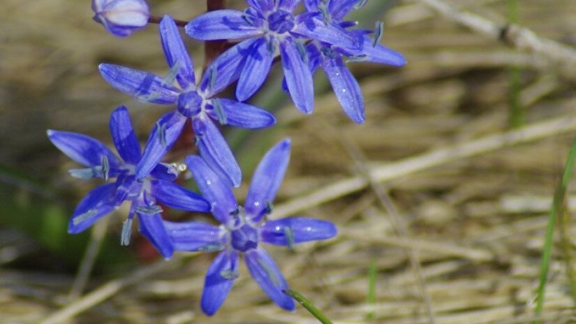 Ligeti csillagvirág (Scilla vindobonensis)