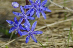 Ligeti csillagvirág (Scilla vindobonensis)