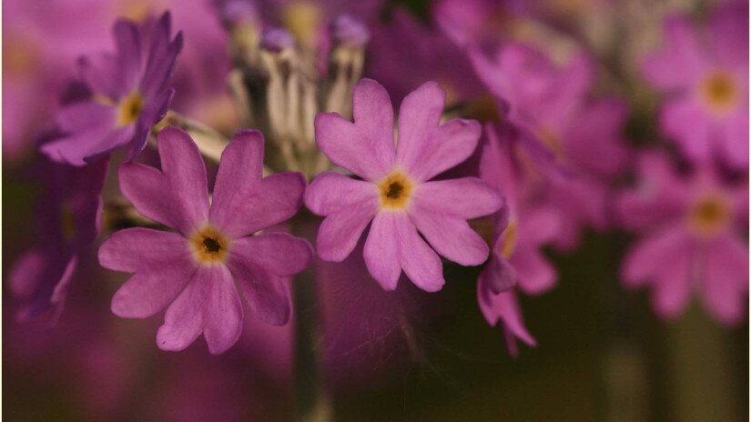 Lisztes kankalin (Primula farinosa)