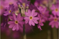 Lisztes kankalin (Primula farinosa)