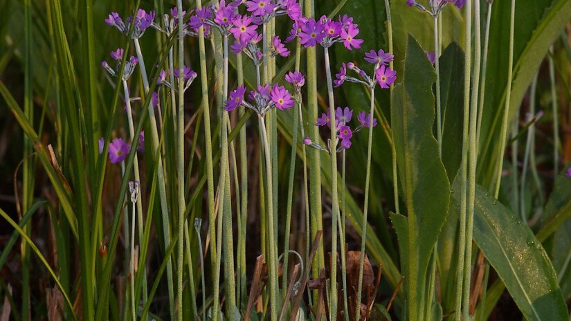 Lisztes kankalin (Primula farinosa)