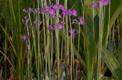 Lisztes kankalin (Primula farinosa)