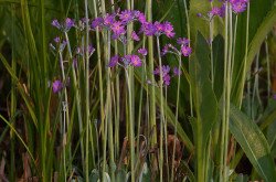 Lisztes kankalin (Primula farinosa)