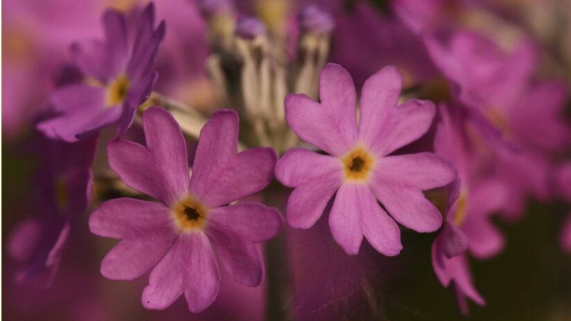 Lisztes kankalin (Primula farinosa)