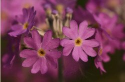 Lisztes kankalin (Primula farinosa)