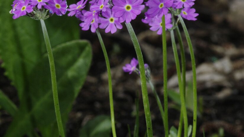 Lisztes kankalin (Primula farinosa) és egy pöszörlégy