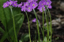 Lisztes kankalin (Primula farinosa) és egy pöszörlégy