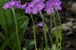 Lisztes kankalin (Primula farinosa) és egy pöszörlégy