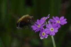 Lisztes kankalin (Primula farinosa) és egy pöszörlégy