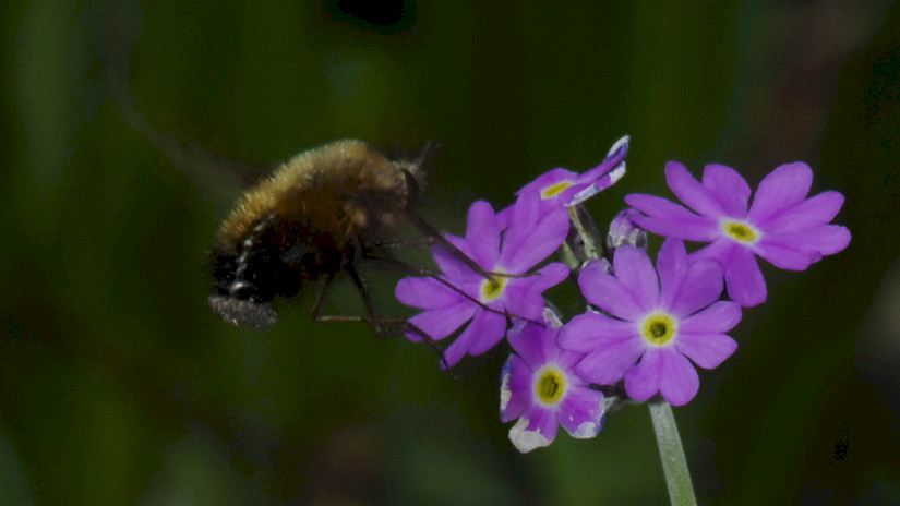 Lisztes kankalin (Primula farinosa) és egy pöszörlégy