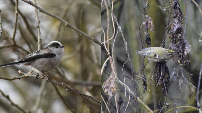 Long-tailed tit and goldcrest