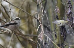 Long-tailed tit and goldcrest