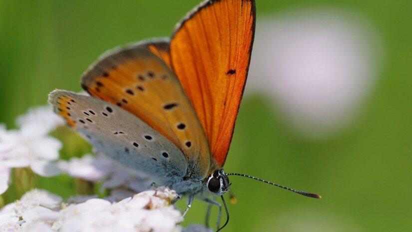 Lycaena dispar