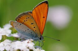 Lycaena dispar