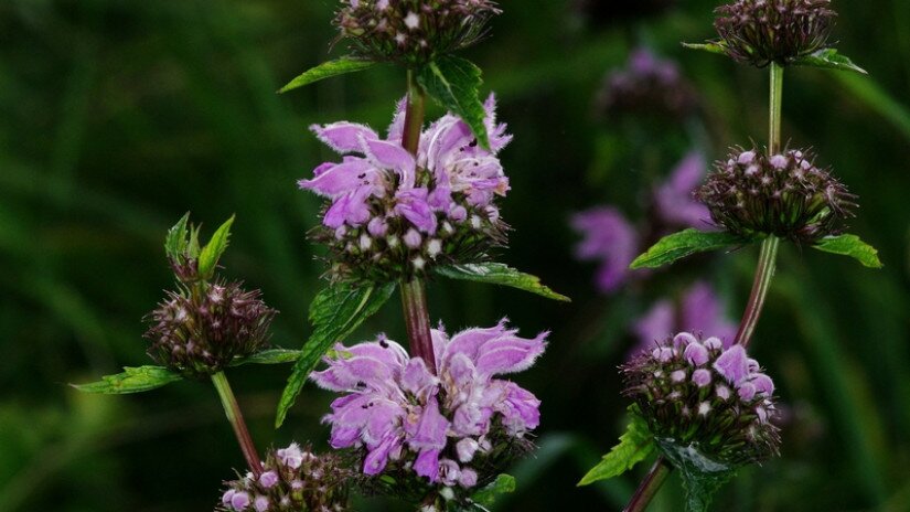 macskahere (Phlomis tuberosa)