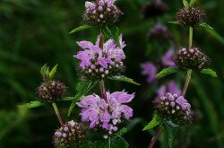 macskahere (Phlomis tuberosa)