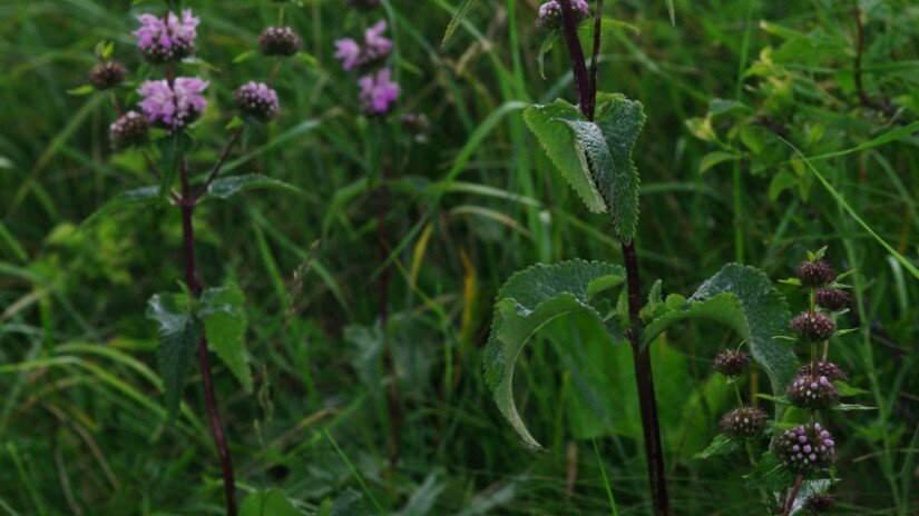 Macskahere (Phlomis tuberosa)