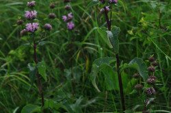 Macskahere (Phlomis tuberosa)