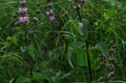 Macskahere (Phlomis tuberosa)
