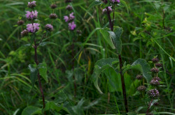 Macskahere (Phlomis tuberosa)