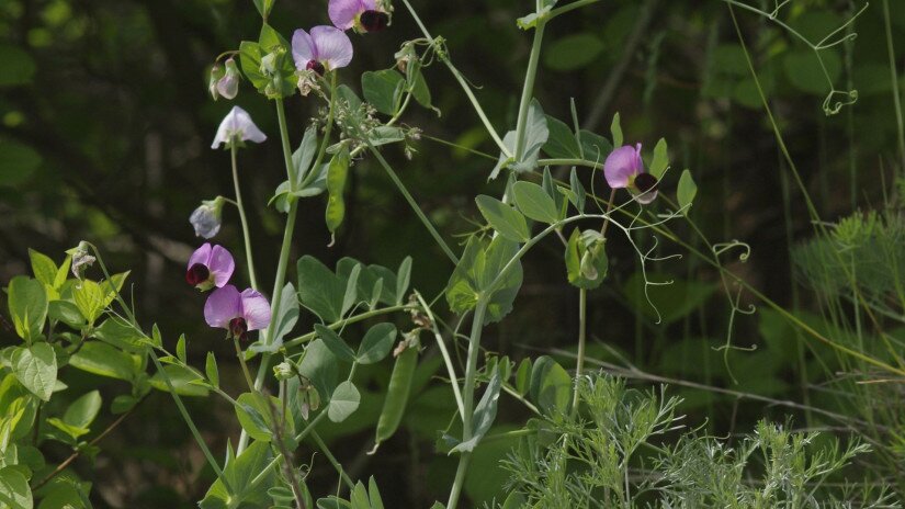 Magas borsó (Pisum elatius)