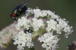 Magyar gurgolya (Seseli leucospermum)