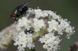 Magyar gurgolya (Seseli leucospermum)