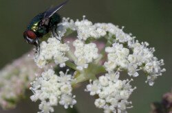 Magyar gurgolya (Seseli leucospermum)
