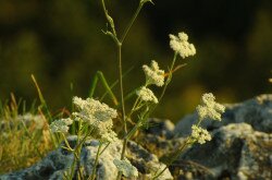Magyar gurgolya (Seseli leucospermum)