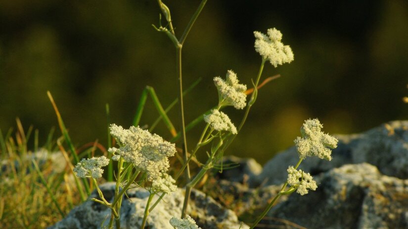 Magyar gurgolya (Seseli leucospermum)