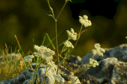 Magyar gurgolya (Seseli leucospermum)