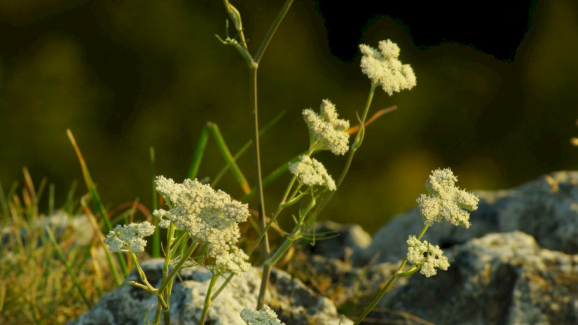 Magyar gurgolya (Seseli leucospermum)