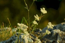 Magyar gurgolya (Seseli leucospermum)