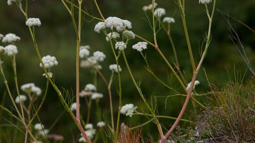 magyar gurgolya - Seseli leucospermum