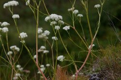 magyar gurgolya - Seseli leucospermum