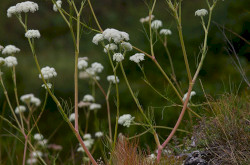 magyar gurgolya - Seseli leucospermum