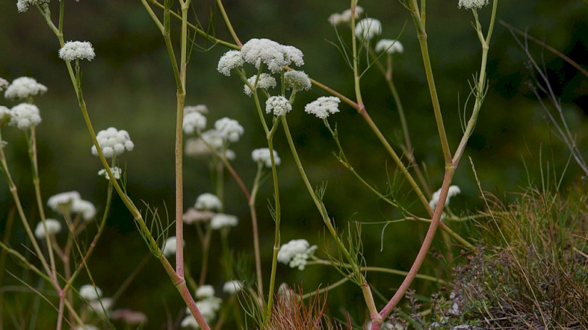 magyar gurgolya - Seseli leucospermum