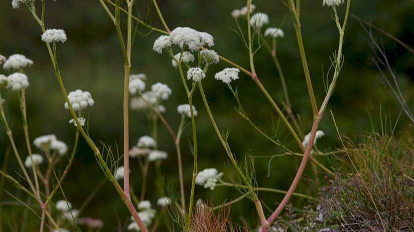 magyar gurgolya - Seseli leucospermum