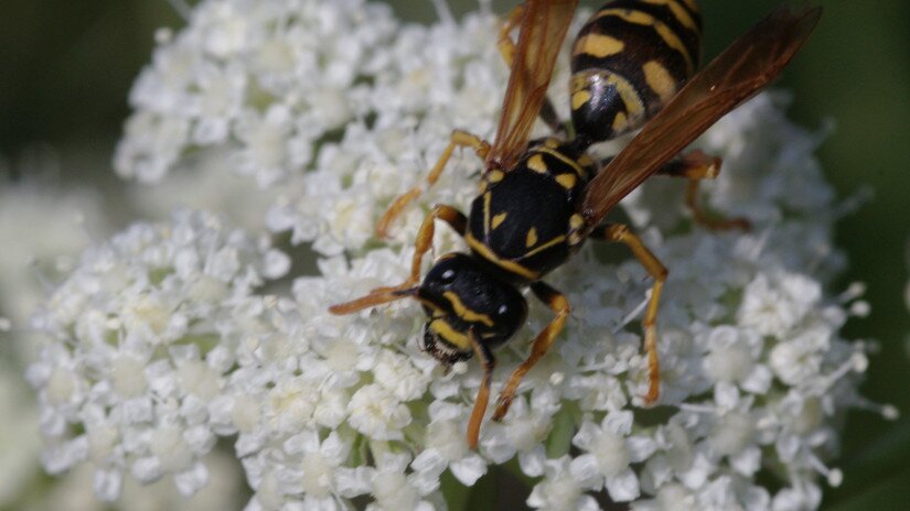 Magyar gurgolya (Seseli leucospermum)