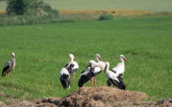 Magyar gyűrűs fehér gólya Litvániában