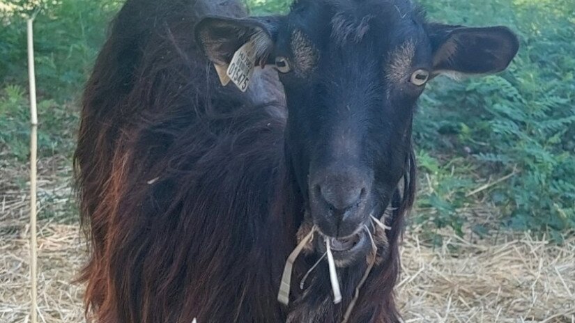 Magyar parlagi kecske a BfNPI állományából