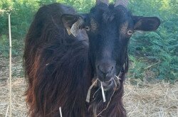 Magyar parlagi kecske a BfNPI állományából