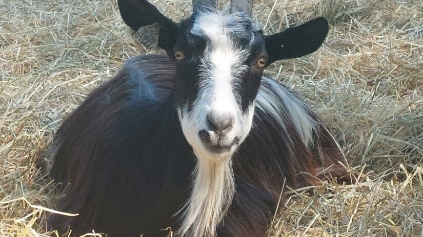 Magyar parlagi kecske  a BfNPI állományából