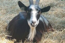 Magyar parlagi kecske  a BfNPI állományából