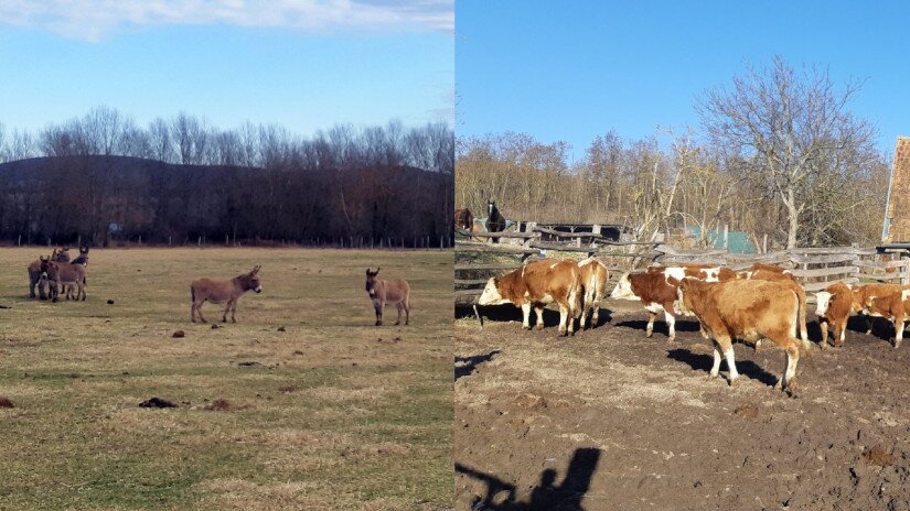 Magyar tarka szarvasmarhákkal és szamarakkal bővült az állatállomány