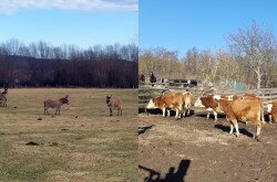 Magyar tarka szarvasmarhákkal és szamarakkal bővült az állatállomány